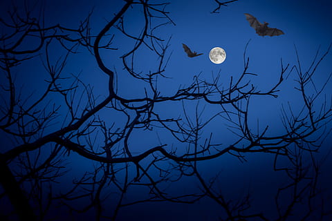 full moon, night, bats, darkness, halloween, bird, vertebrate HD wallpaper
