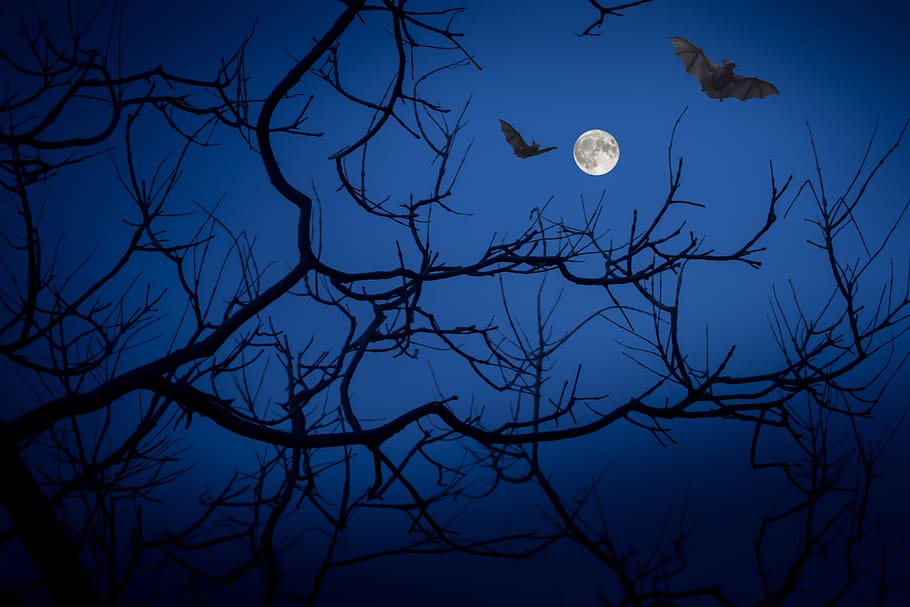 HD wallpaper: full moon, night, bats, darkness, halloween, bird, vertebrate  | Wallpaper Flare