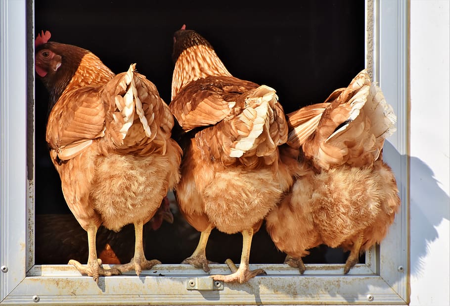 chicken, hen, poultry, rump, butt, range, livestock, bird, comb HD wallpaper