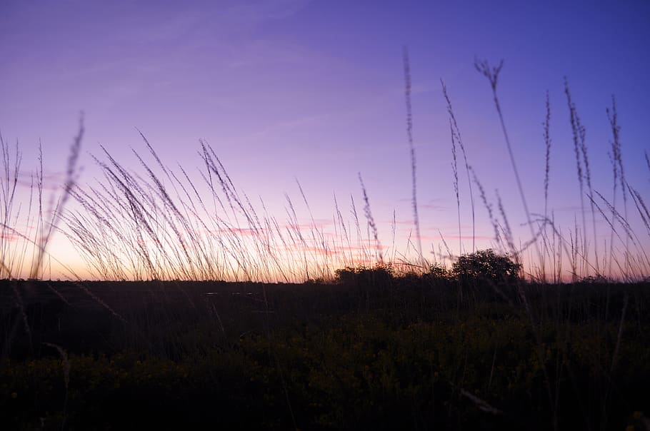 sunset view, plant, grass, nature, sky, outdoors, lawn, reed HD wallpaper