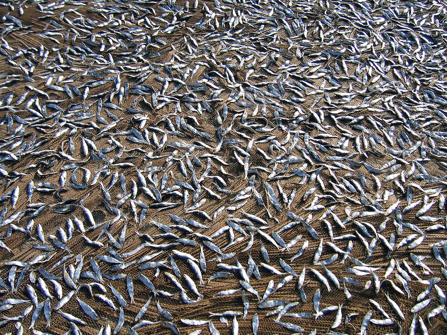 india, palolem beach, fish, net, full frame, backgrounds, abundance HD wallpaper