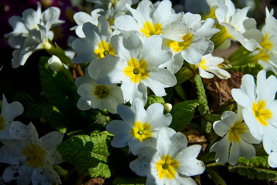 primroses, white, spring, plant, primrose varieties, garden HD wallpaper
