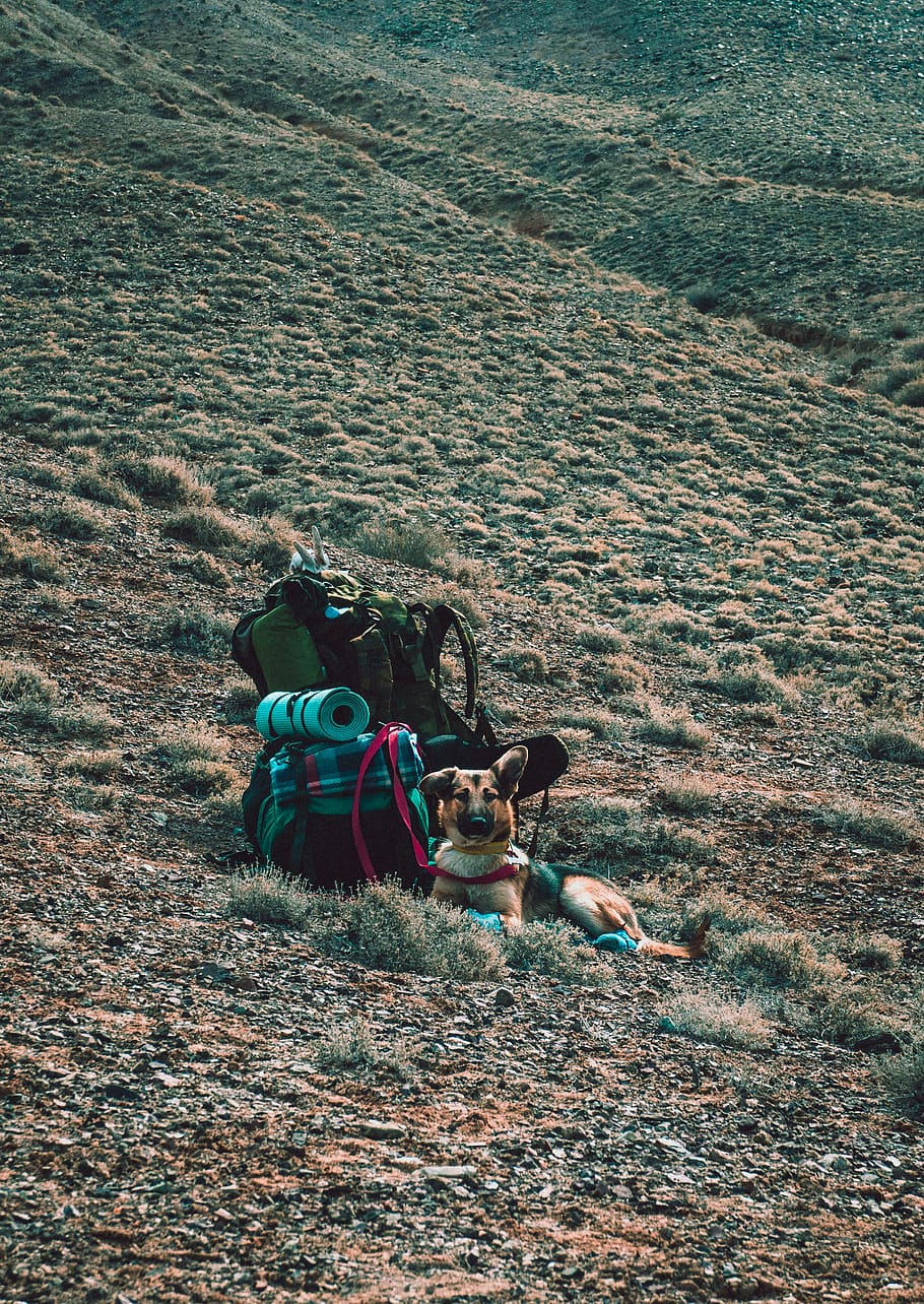 Tan German Shepherd Lying Beside Backpack, adventure, animal HD wallpaper
