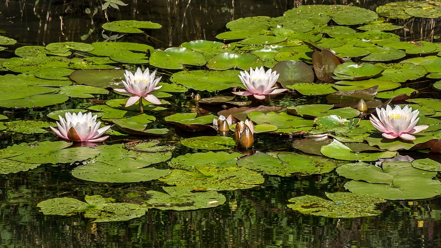 water lilies, pond, lily pad, aquatic plant, pond inhabitants, HD wallpaper