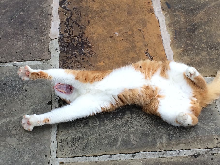 cat, stretch, yawn, domestic cat, animal, animal themes, pets, HD wallpaper