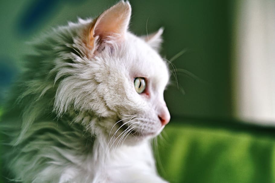 cat, mammal, animal, animal themes, domestic animals, one animal HD wallpaper
