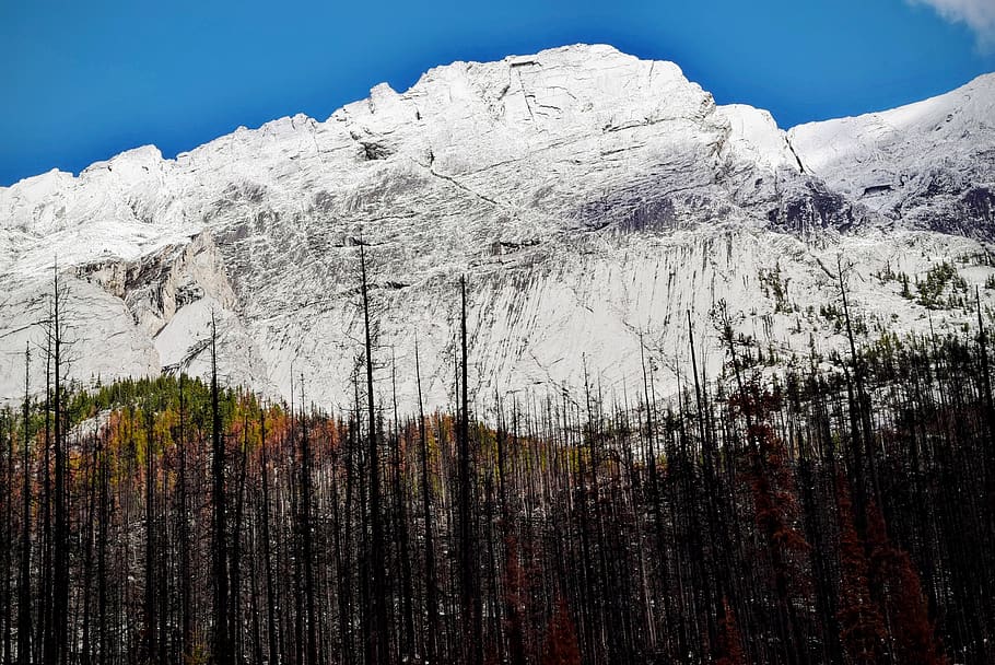 Trees Near Snow Covered Mountain during Daytime, cliff, forest, HD wallpaper