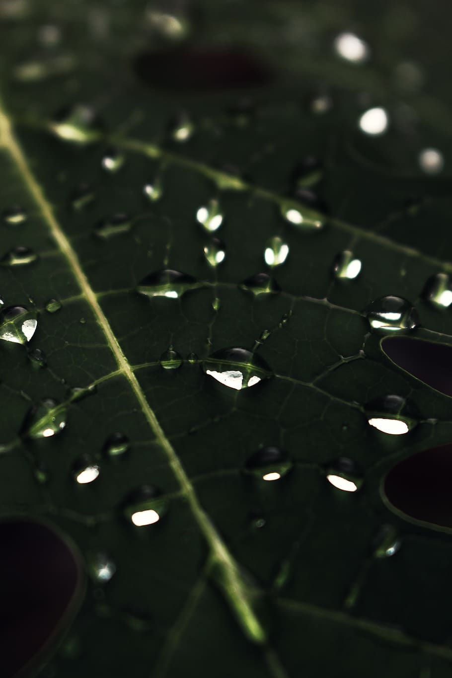 Green Leaf, close-up, dew, raindrops, water, wet, selective focus HD wallpaper
