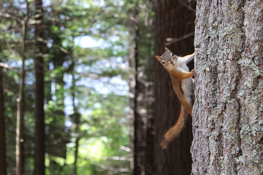 Brown Squirrel on Gray Tree Trunk, animal, daylight, environment HD wallpaper