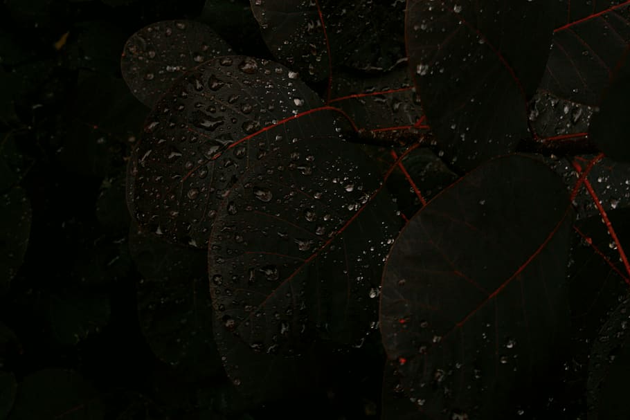 italy, ortisei, close-up, no people, night, leaf, plant part HD wallpaper