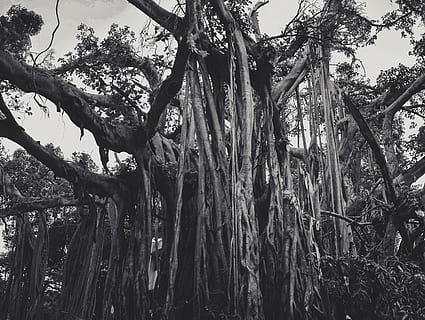 trees, forest, india, chennai, madras, iit, college, campus HD wallpaper