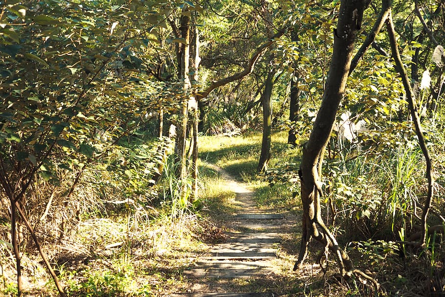 plant, tree, path, vegetation, trail, tree trunk, forest, land HD wallpaper