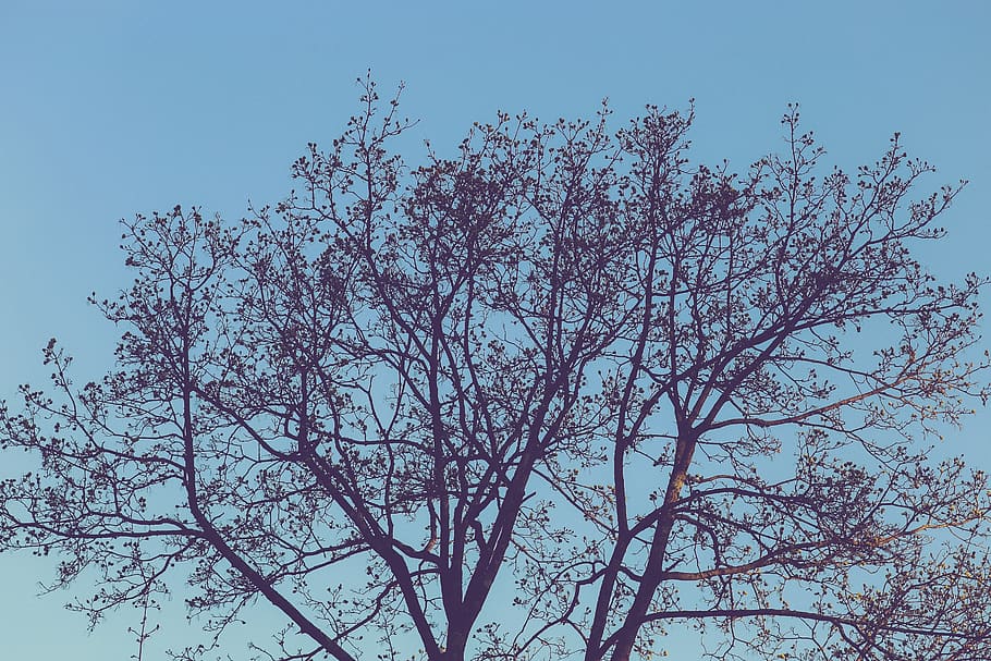 trees, lake, forest, sky, blue, love, low angle view, plant HD wallpaper