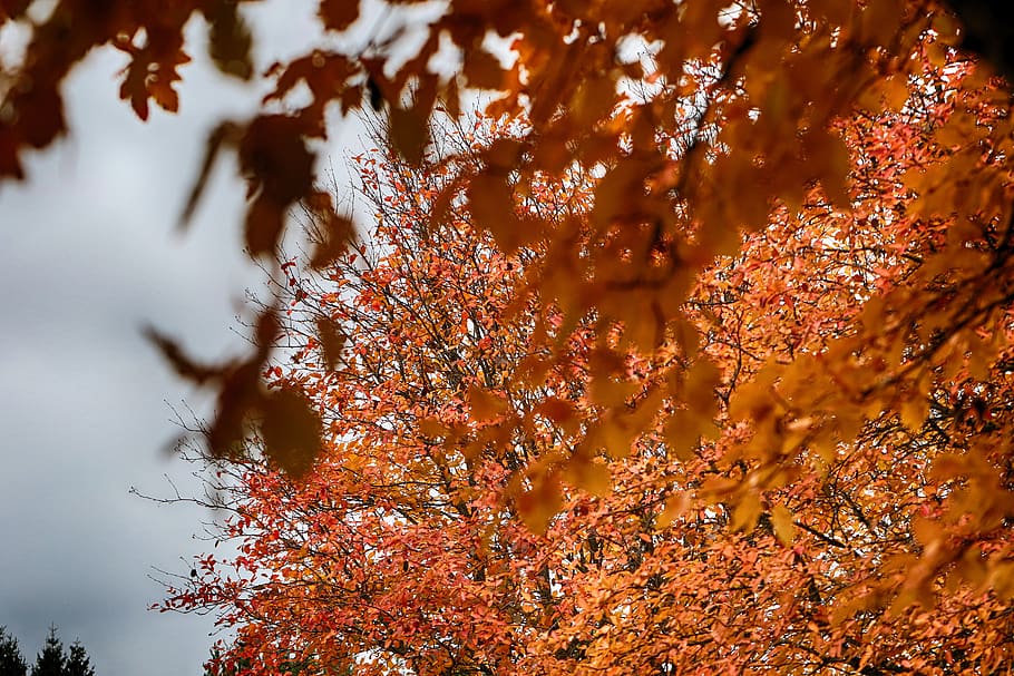 trees, fall, autumn, nature, leaves, plant, change, beauty in nature HD wallpaper