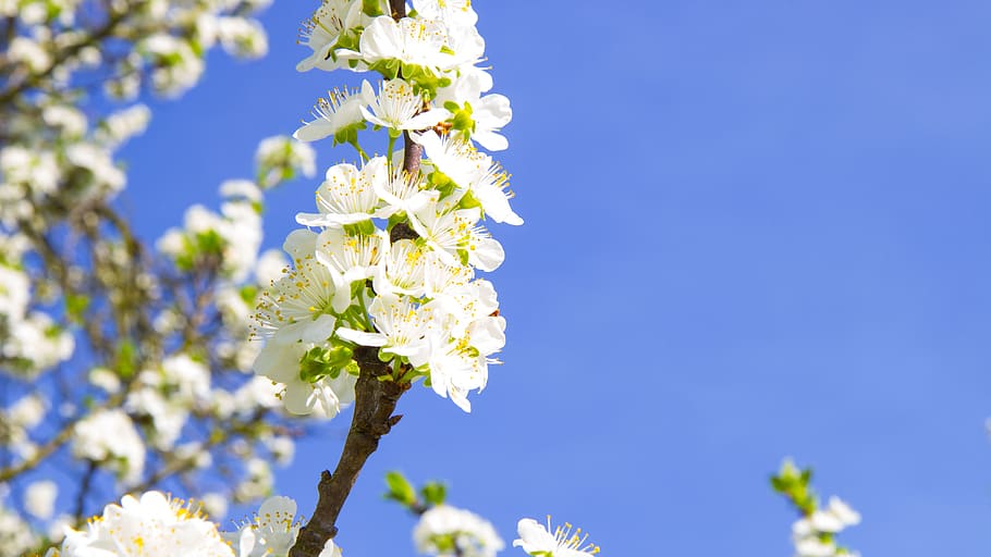 flower, cherry, plum, blossoming cherry, white flowers, flowering cherry HD wallpaper