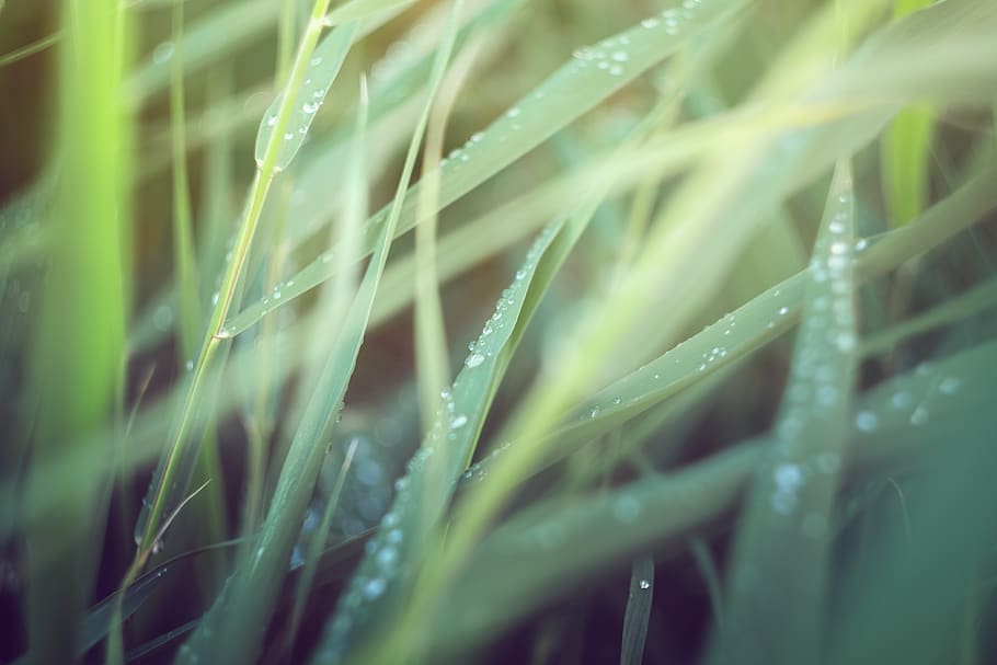 green leaf plant, growth, green color, selective focus, grass HD wallpaper