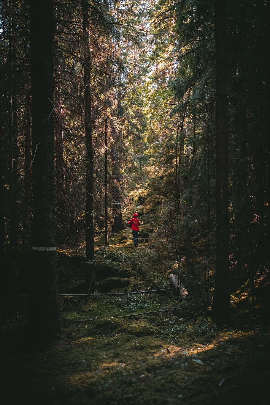 person standing in forest, tree, plant, outdoor, red coat, red jacket HD wallpaper