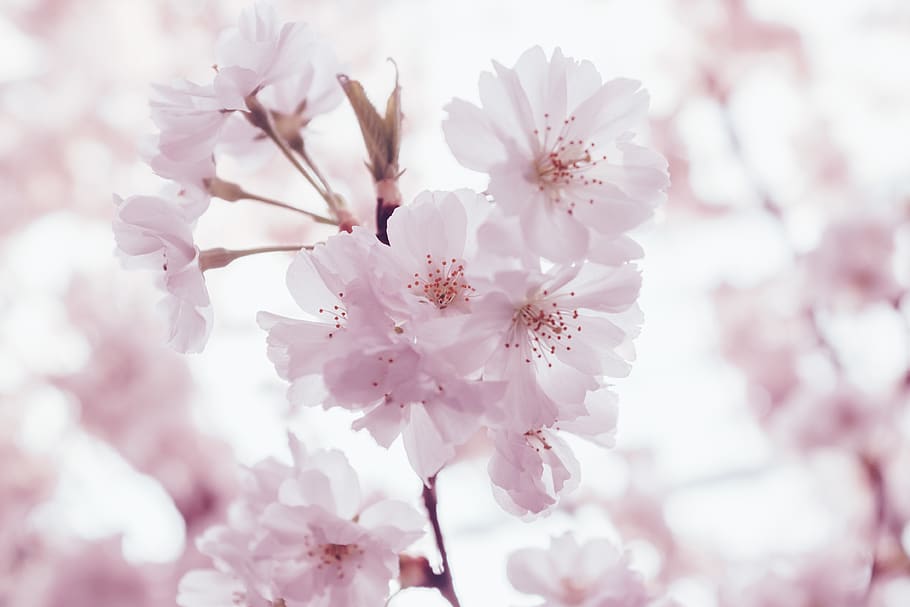 cherry blossoms flowers, flowering plant, fragility, beauty in nature HD wallpaper