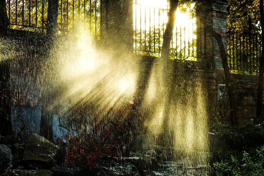 garden, raining, sun, madrid, sunshine, tree, forest, plant HD wallpaper