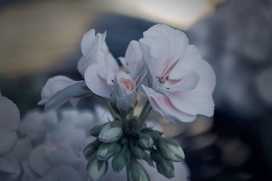 white flower, plant, geranium, flora, blossom, norway, petal HD wallpaper