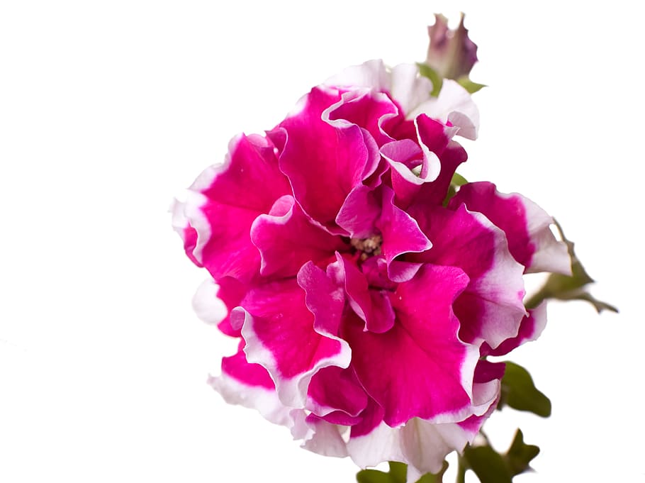 flower, red, white, close-up, flowering plant, freshness, pink color HD wallpaper