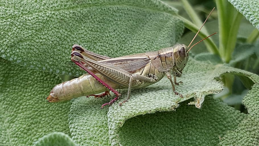 grasshopper, insect, garden, backyard, nature, melanoplus differentialis HD wallpaper