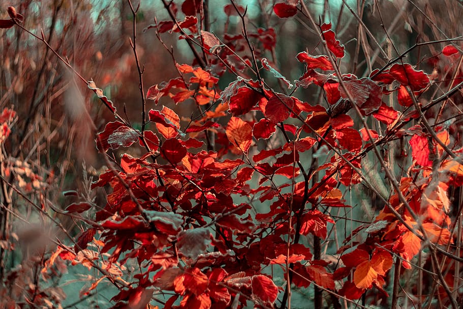 HD wallpaper: maroon leaf, plant, tree, maple, maple leaf, droplet