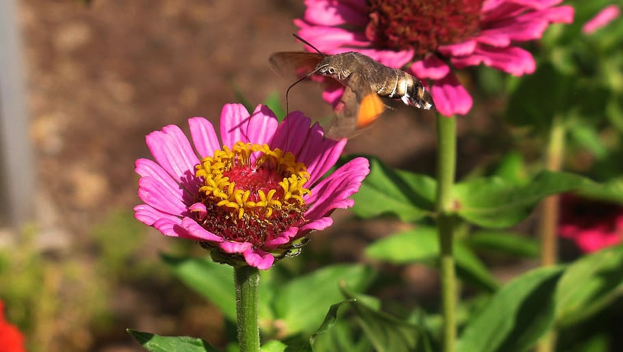 Hawk-moths 1080P, 2K, 4K, 5K HD wallpapers free download | Wallpaper Flare