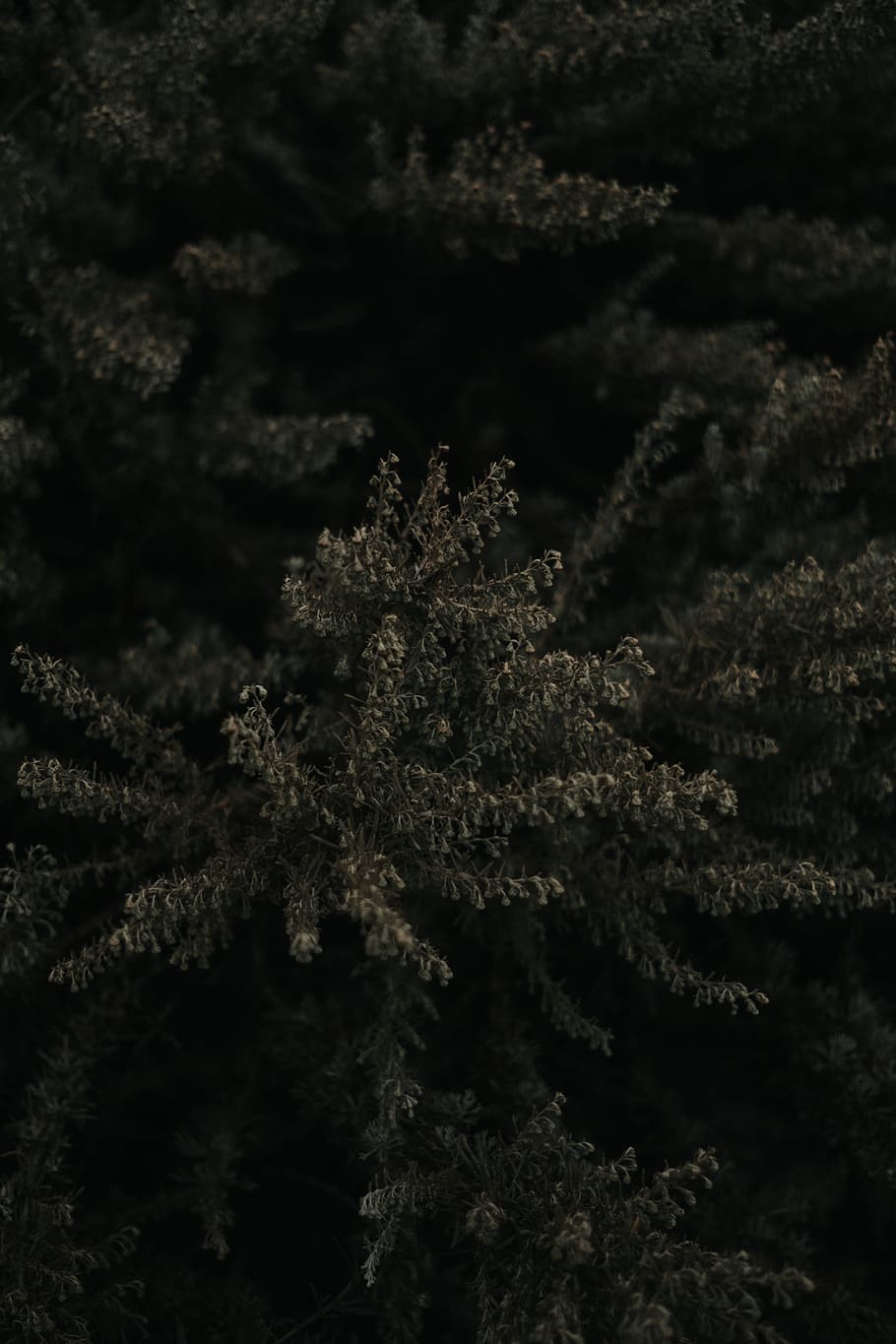 no people, close-up, plant, marijuana - herbal cannabis, full frame HD wallpaper