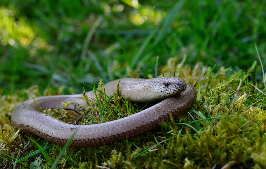 slow worm, lizard, nature, close up, insect eater, animal, animal themes HD wallpaper
