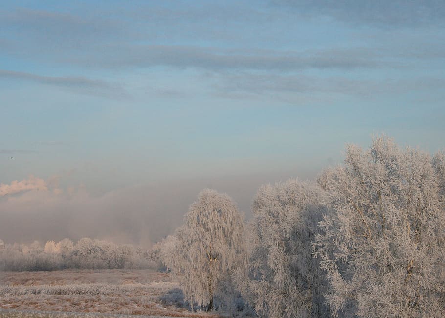 trees, winter, russia, sky, clouds, frost, cold, snow, ice HD wallpaper