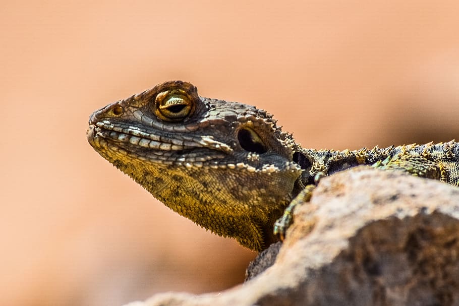 nature, reptile, lizard, head, animal, rock, fauna, kurkutas HD wallpaper