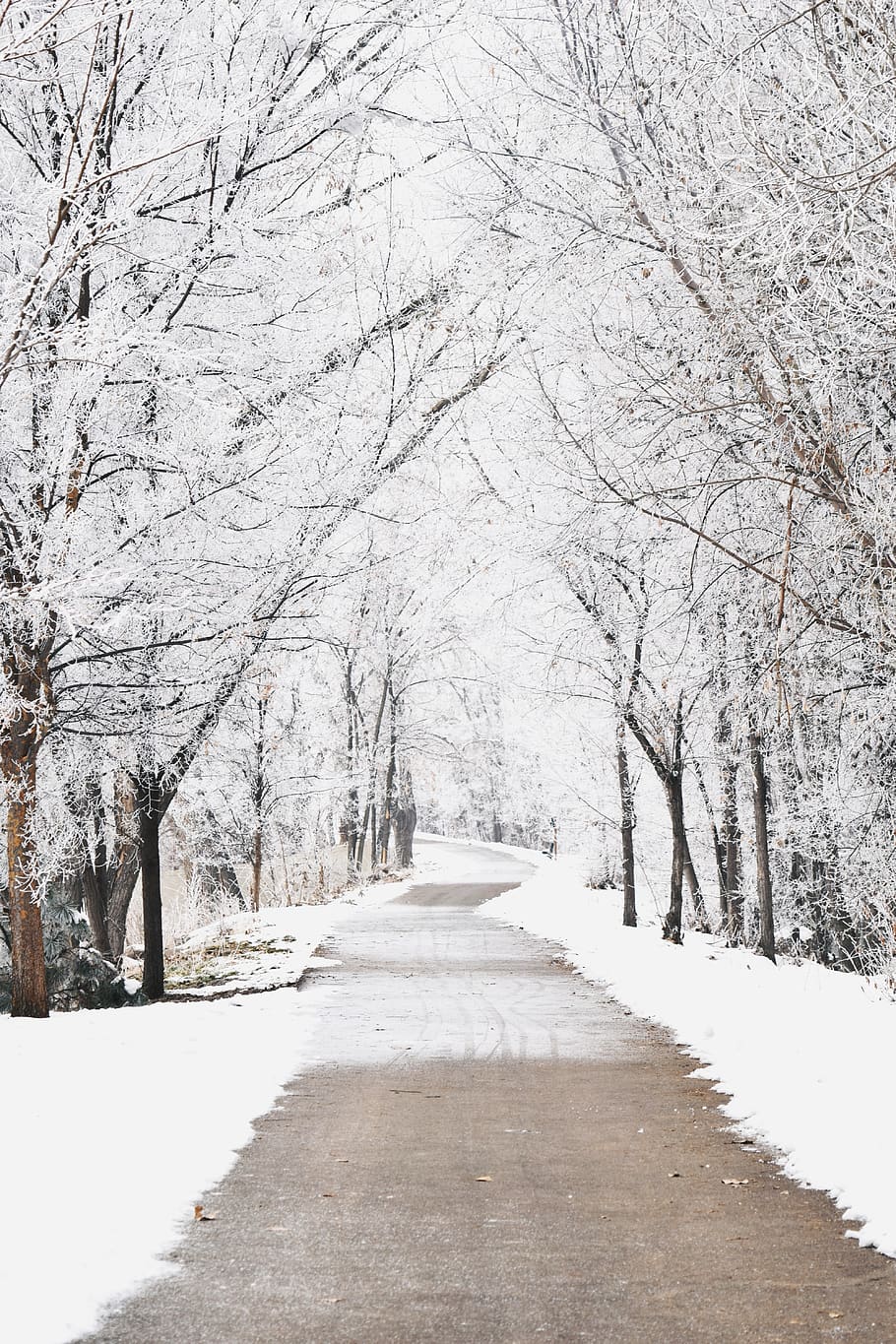 trees, path, winter, snow, wander, wanderlust, the way forward HD wallpaper