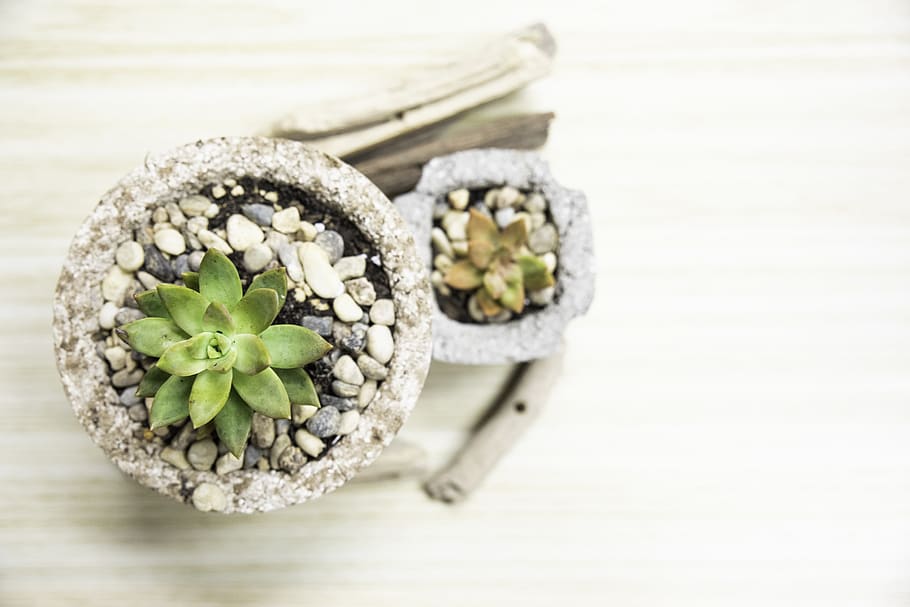 green succulent plant, flower, freshness, indoors, flowering plant HD wallpaper