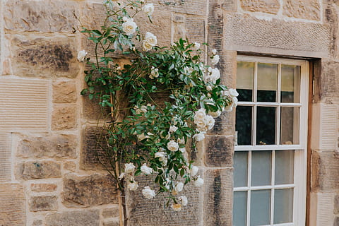 white peony flowers, plant, window, flora, ivy, vase, jar, potted plant HD wallpaper