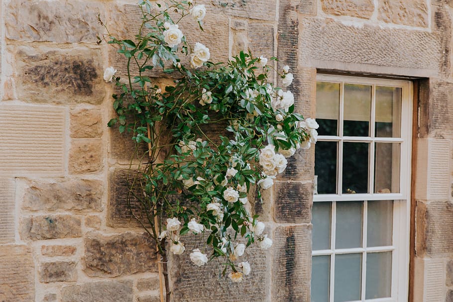 white peony flowers, plant, window, flora, ivy, vase, jar, potted plant HD wallpaper