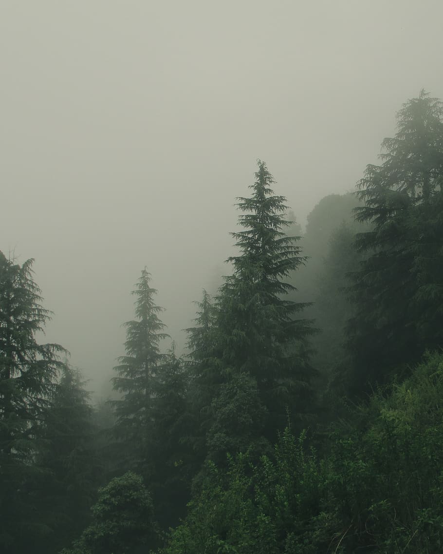 Green Trees and Trees Painting, cold, daylight, environment, evergreen HD wallpaper