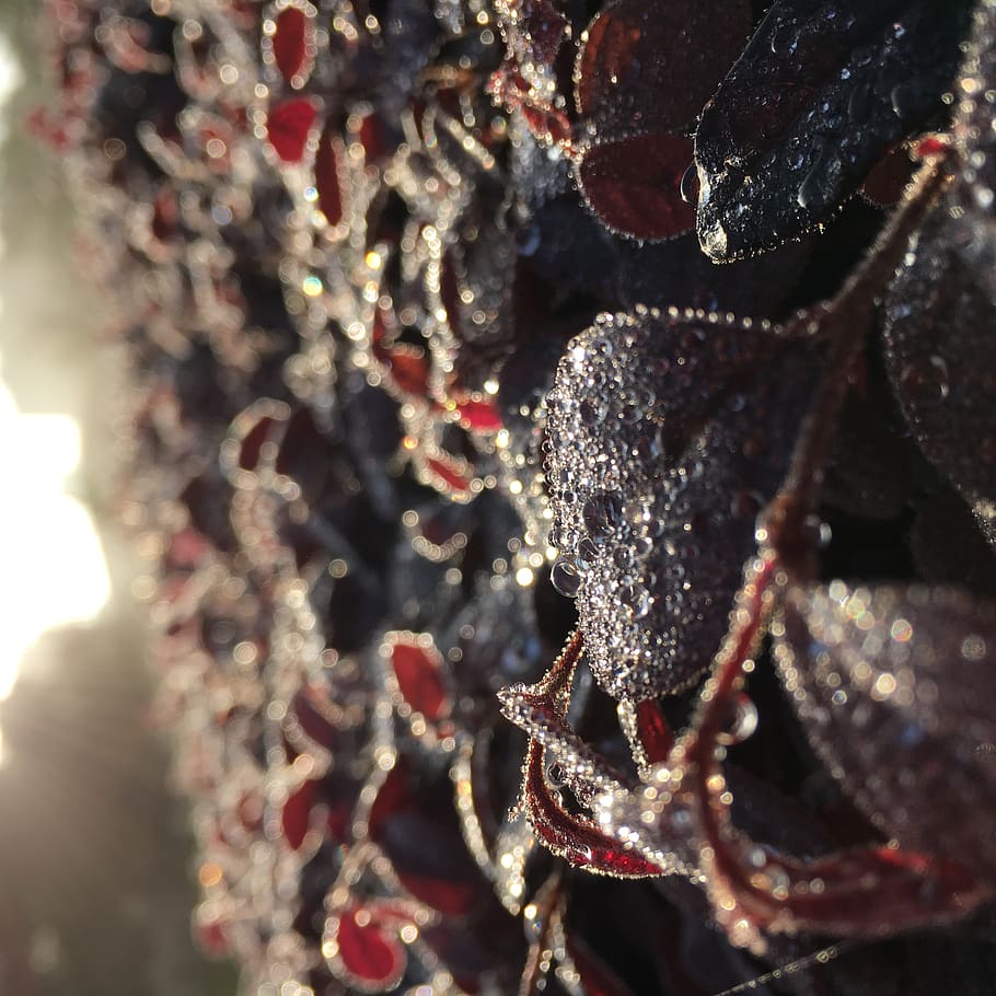 中国, 成都市, dew, dewdrop, dawn, close-up, selective focus HD wallpaper