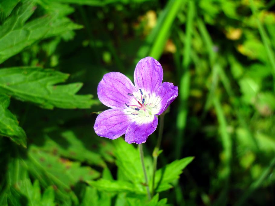 germany, oberstdorf, purple, green, blossom, flower, plant HD wallpaper