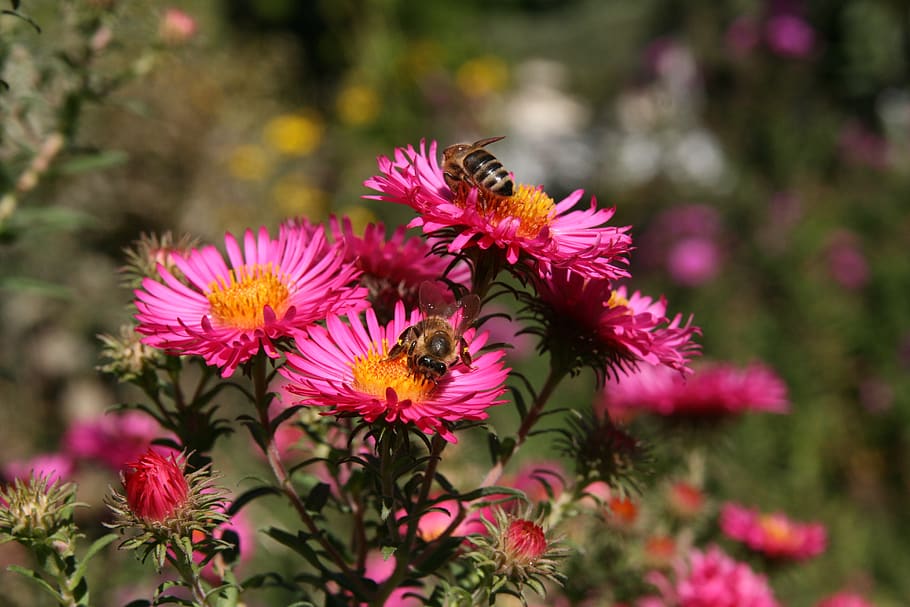 insect, bees, flowers, asters, pink, honey bees, flowering plant HD wallpaper