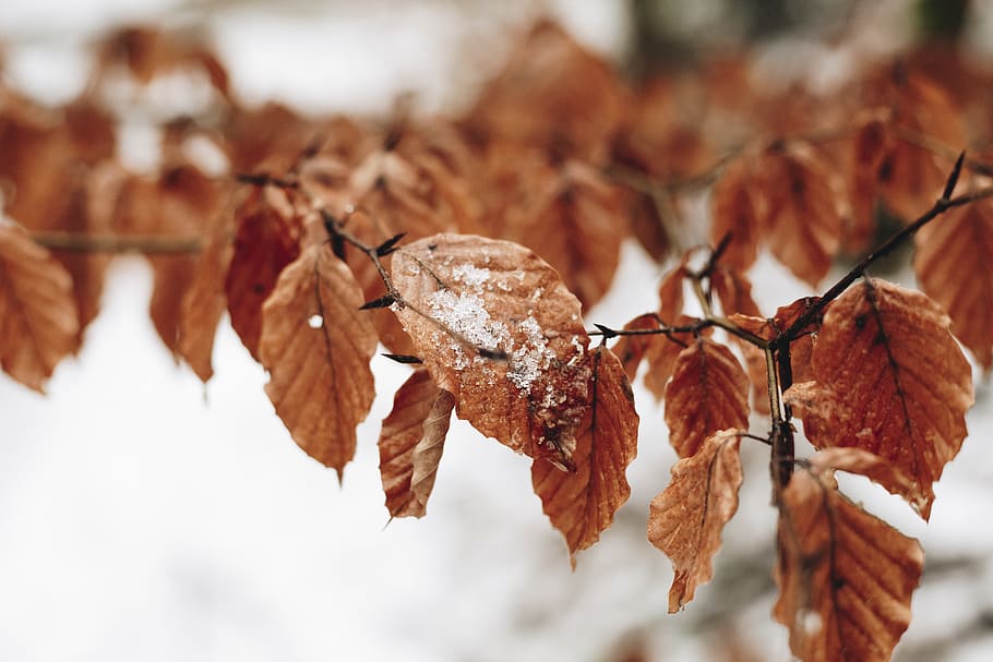 brown leaves, nature, outdoors, ice, snow, frost, food, animal HD wallpaper