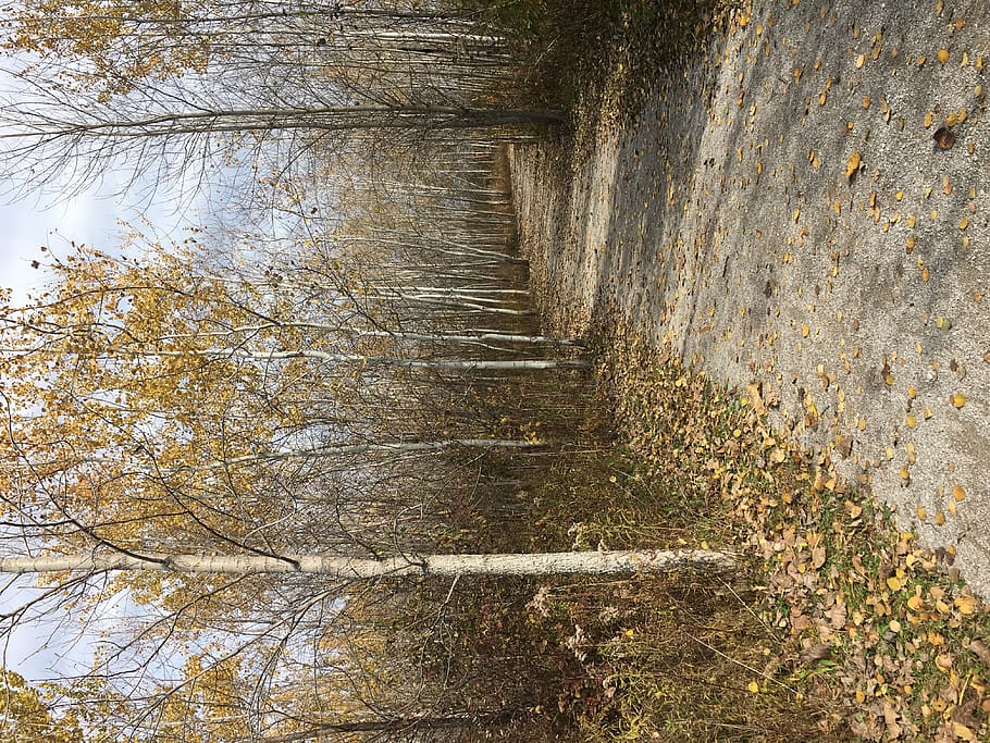 path, trail, ground, tree, plant, birch, road, gravel, dirt road HD wallpaper