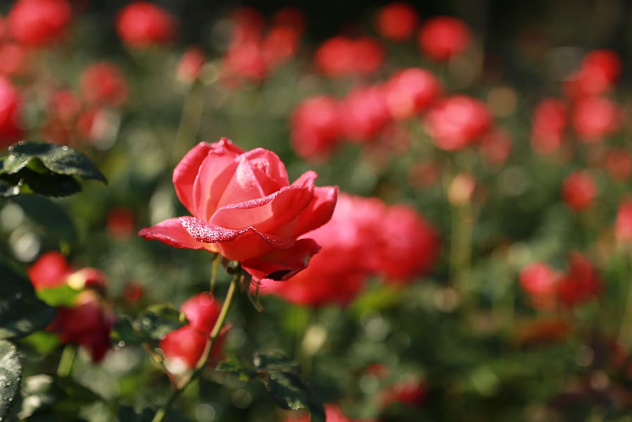 rose, flowers, romantic, romance, petal, garden, nature, flower garden, HD wallpaper