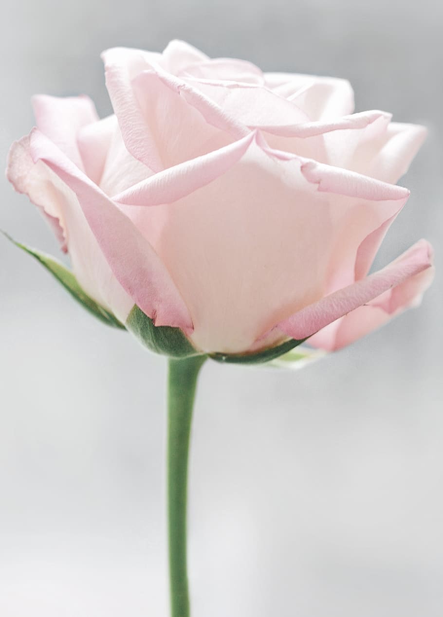 HD wallpaper: white rose, flower, flowering plant, pink color, close-up,  rose - flower | Wallpaper Flare