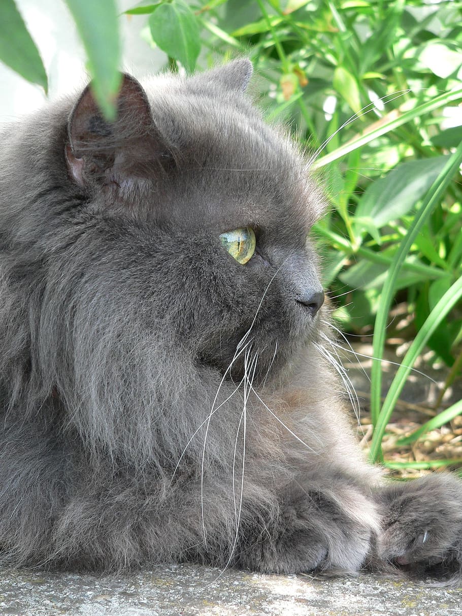 cat, persians, pet, portrait, of course, animal, animal world HD wallpaper