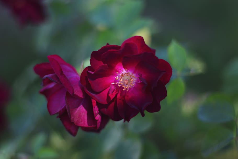 roses, red, violet, bloom, flower, blossom, nature, romance HD wallpaper
