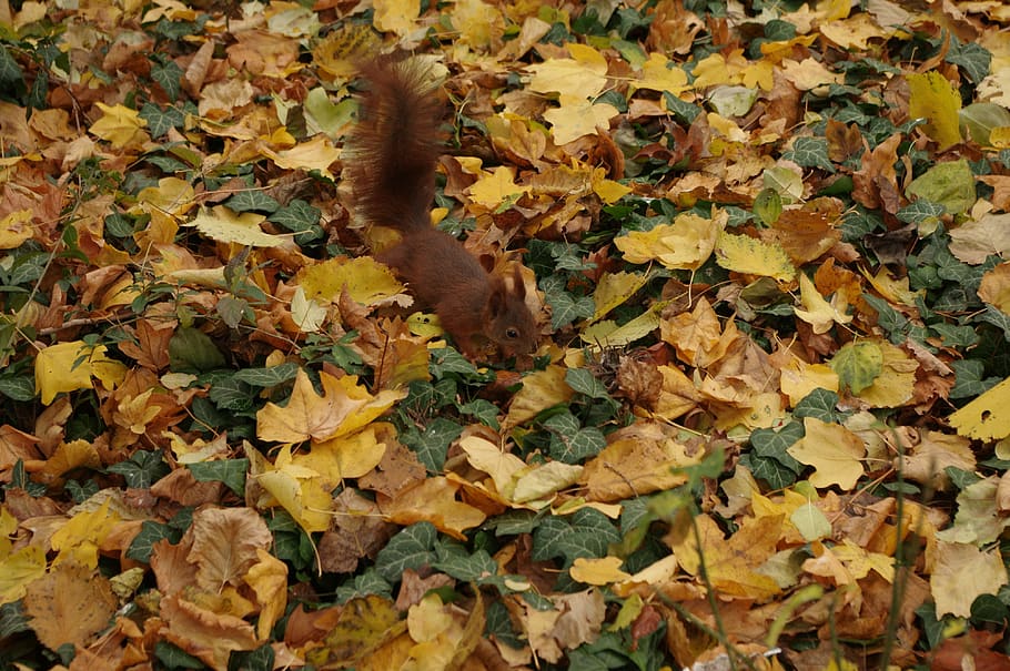 squirrel, nuts, rodent, nager, nature, cute, eat, brown, garden HD wallpaper
