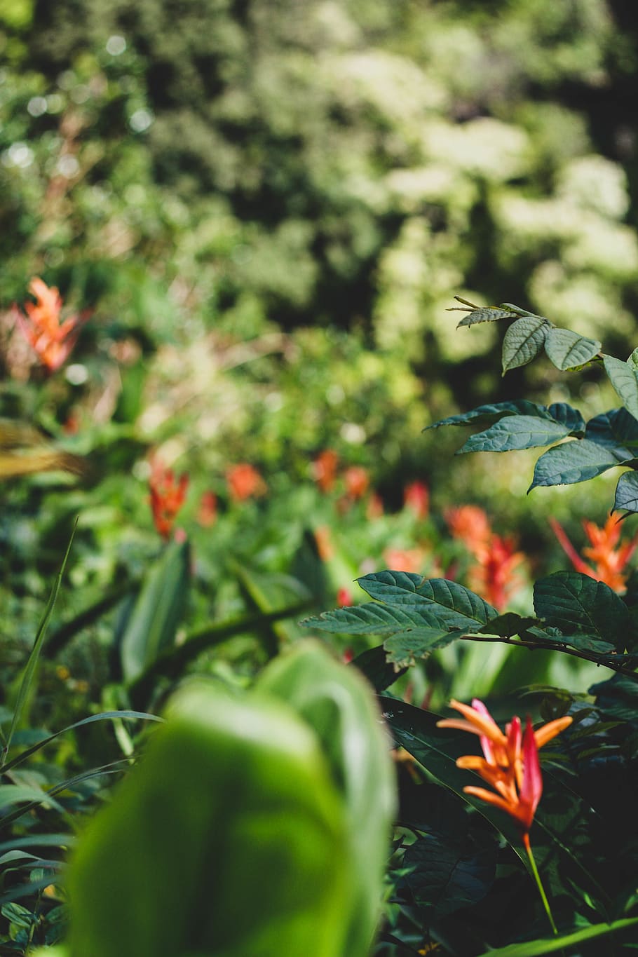green and red leaf plant, blossom, flower, acanthaceae, wailuku, hi HD wallpaper