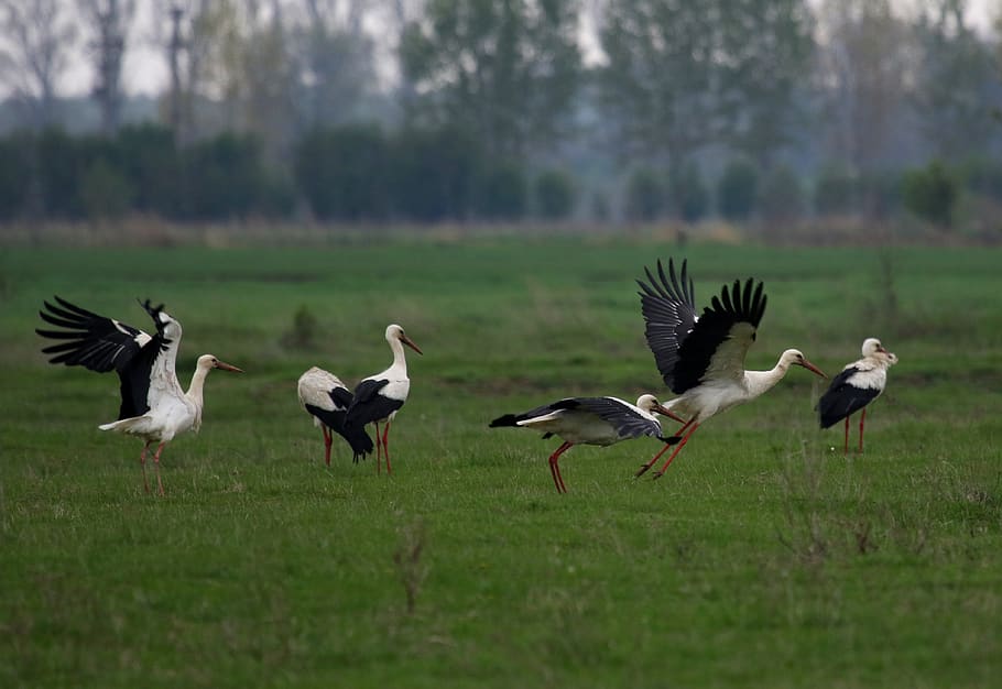 stork, stol, birds, plain, spring, two, white, vertebrate, animal themes HD wallpaper