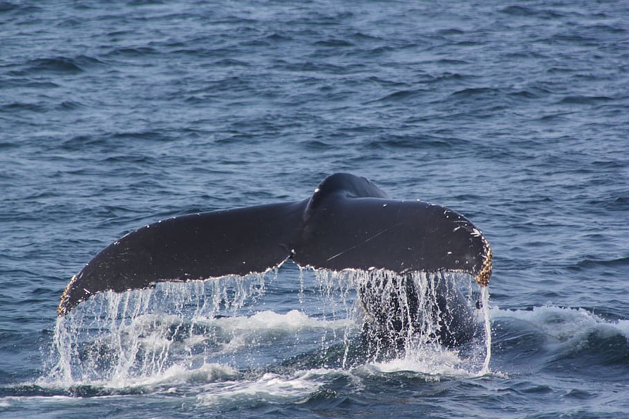 whale tail, fluke shot, whale fluke, whale tail 2 6, sea, animals in the wild, HD wallpaper